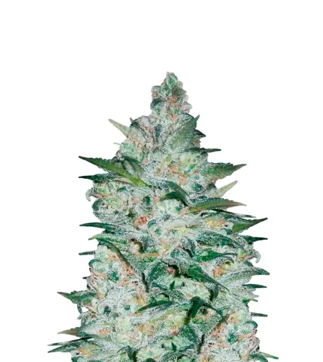 Bubblegum