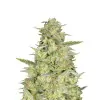 Bubblegum Haze