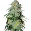 Candy Kush
