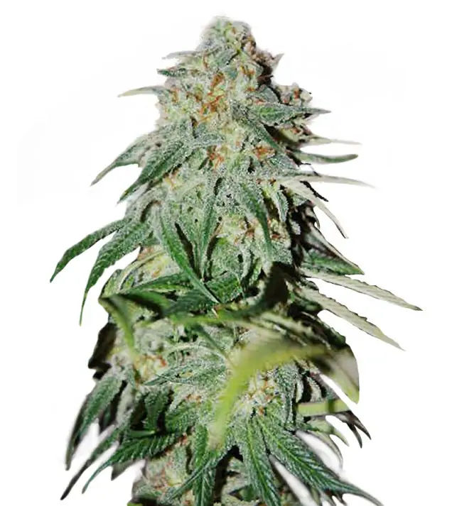 Candy Kush