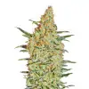 Cannatonic