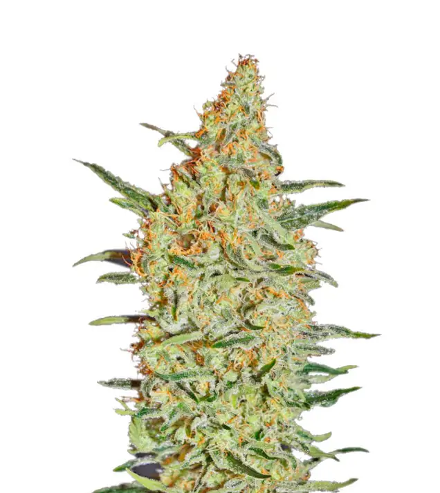 Cannatonic