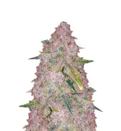 Chemdog Auto
