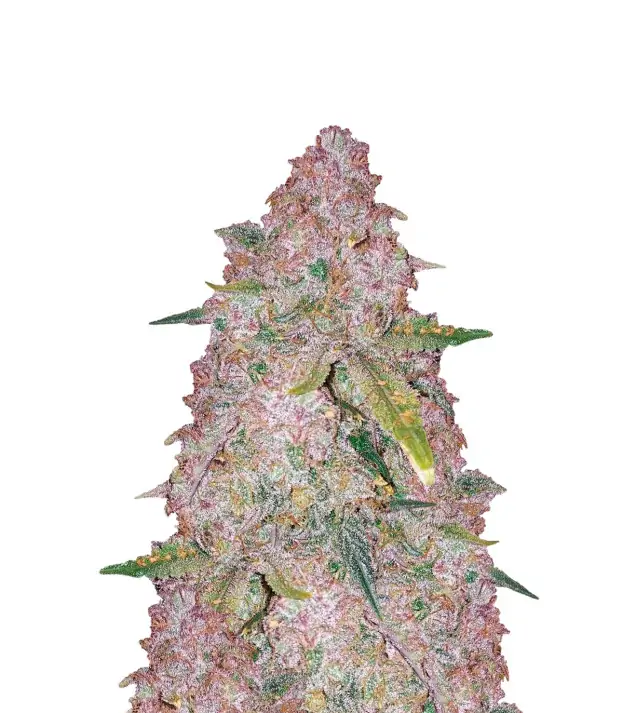 Chemdog Auto