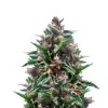 Cherry Pie Auto