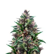Cherry Pie Auto