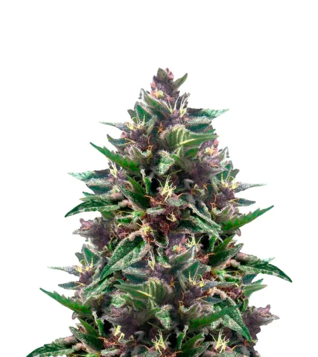 Cherry Pie Auto