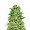 Chocolope Auto