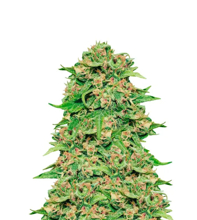 Chocolope Auto