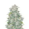 Chocolope Fast