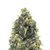Chocolope