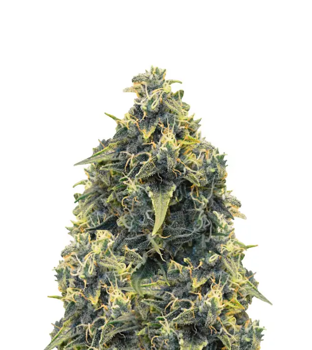 Chocolope