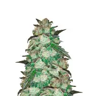 Cinderella 99 Auto
