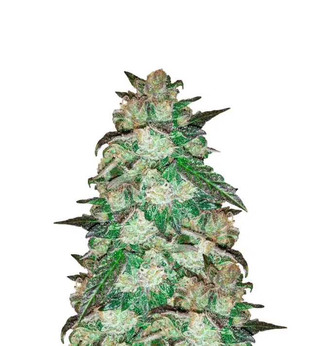 Cinderella 99 Auto