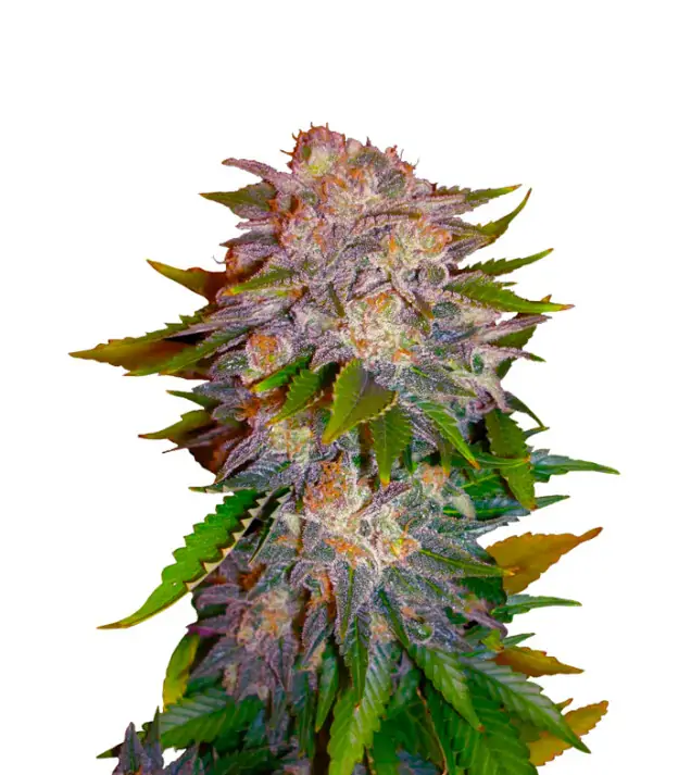 Critical Regular