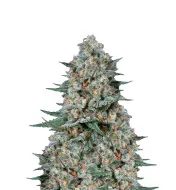 Gelato Auto