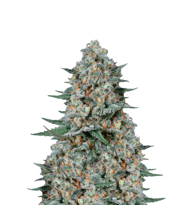 Gelato Auto
