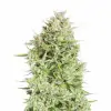 Gelato Regular