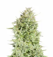 Gelato Regular