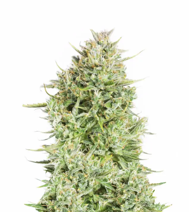 Gelato Regular