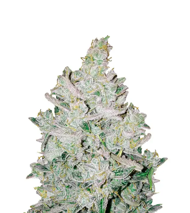 Girl Scout Cookies Regular
