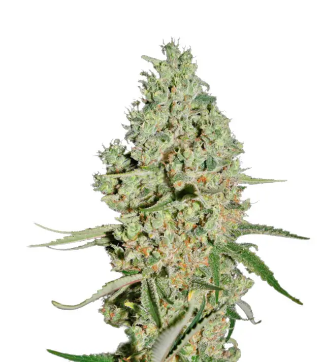Grandaddy Purple Regular