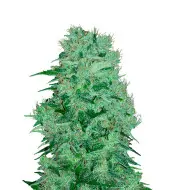 Grease Monkey
