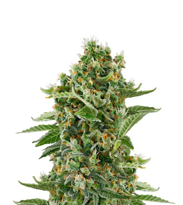 Haze Auto