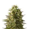 Hindu Kush Auto