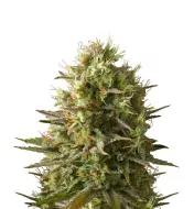 Hindu Kush Auto
