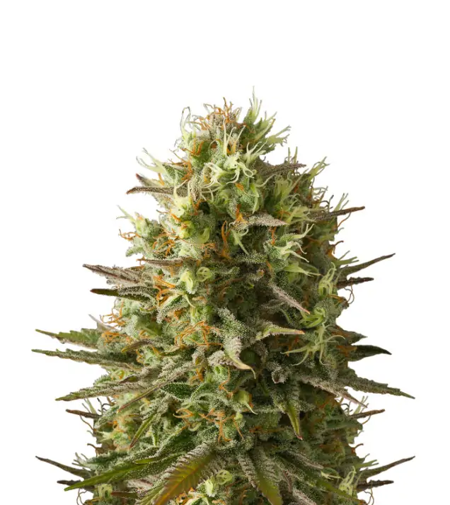 Hindu Kush Auto