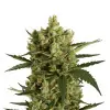 Hindu Kush