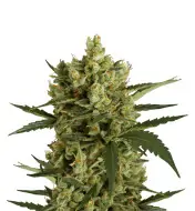 Hindu Kush