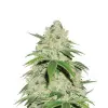 Jack Herer Auto