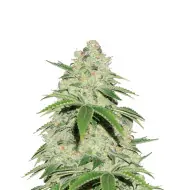 Jack Herer Auto
