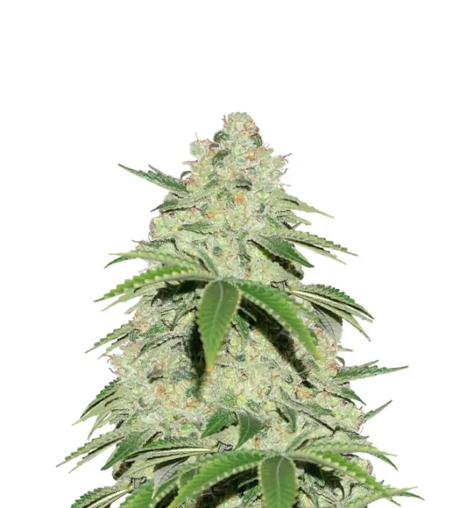 Jack Herer Auto