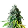 Lemon Kush