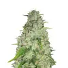 Mango Kush