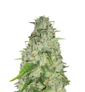 Mango Kush