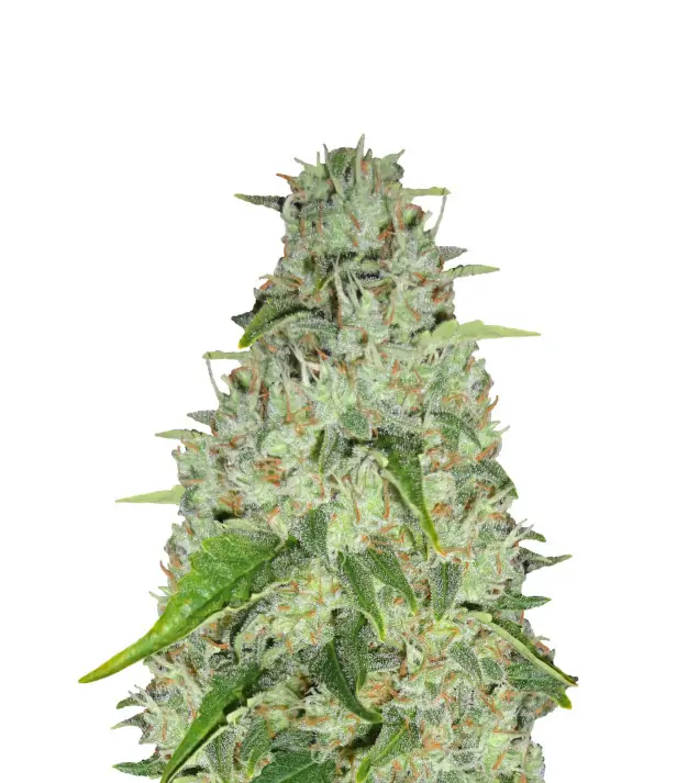 Mango Kush