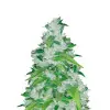 Master Kush Regular