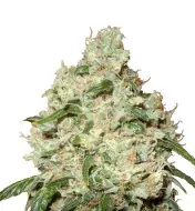 Mimosa F1