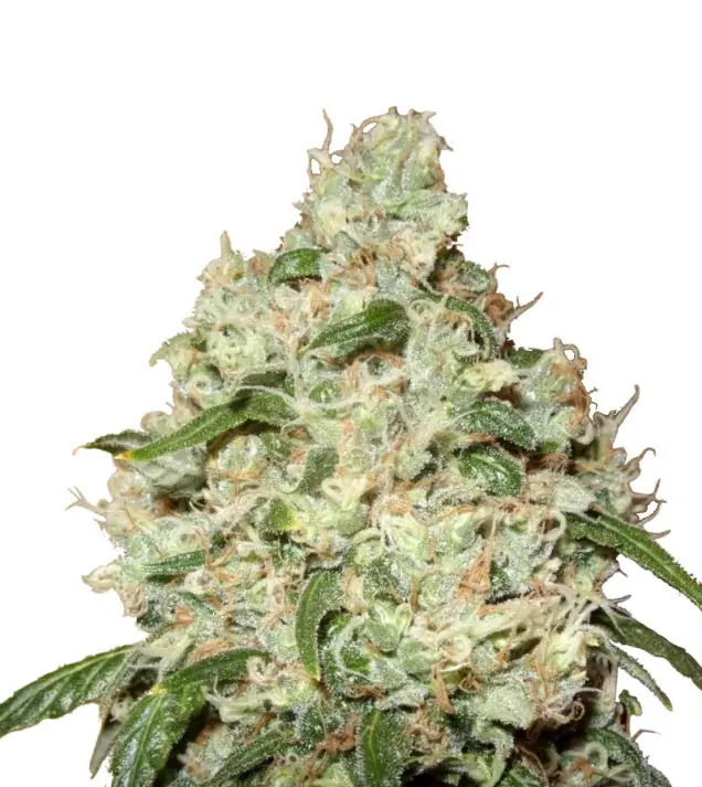 Mimosa F1