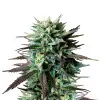 MK Ultra