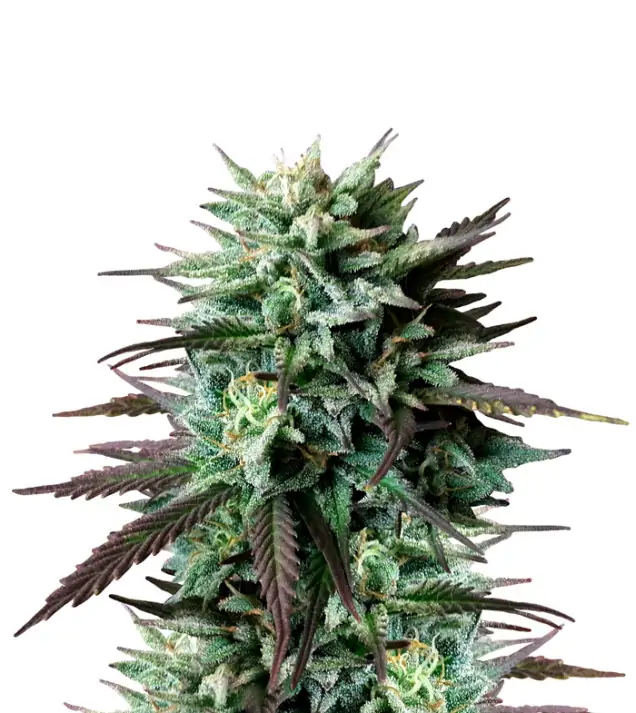 MK Ultra
