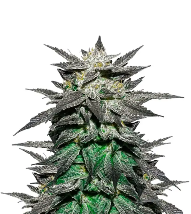 Moby Dick Auto
