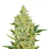 Neville Haze Auto