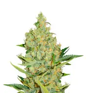 Neville Haze Auto