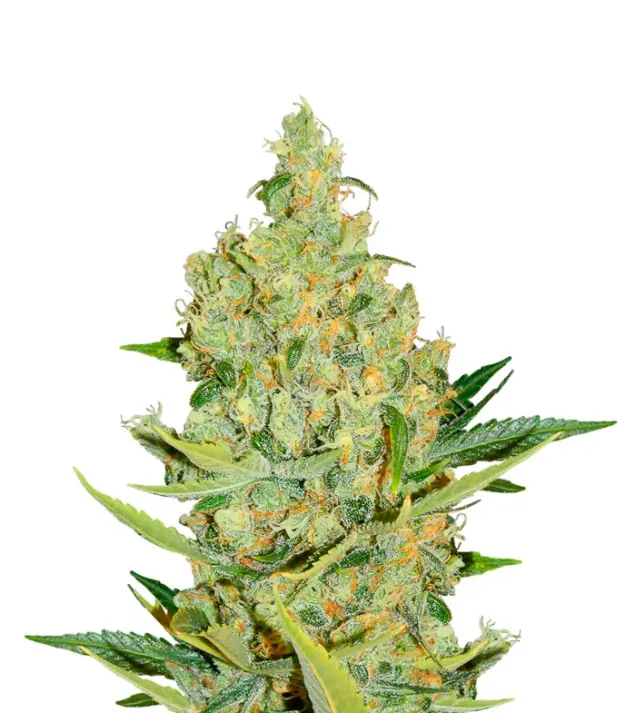 Neville Haze Auto
