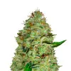 Northern Lights
